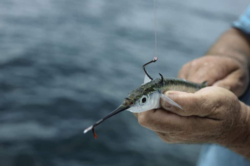 Fishing with Live Bait, How to Hook Live Bait