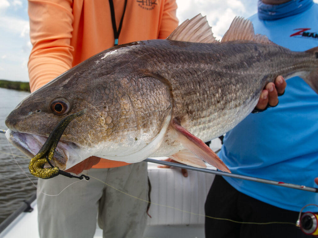 Redfish caught on soft plastic in shallow water