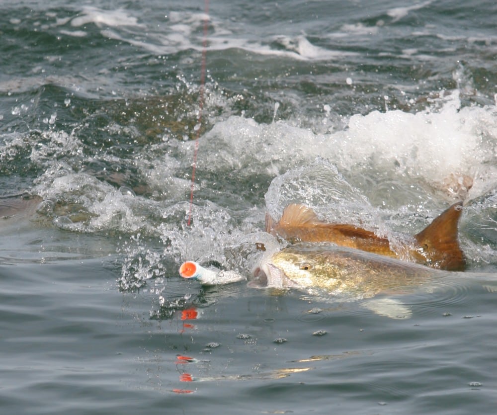 Redfish hitting a popper fishing lure