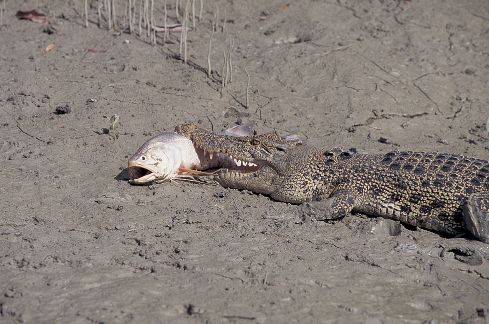 Best fishing vacation Northern Territory Australia crocodile eating king threadfin