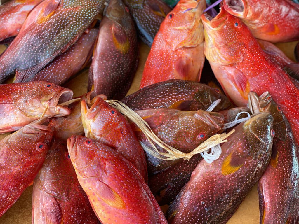 Fish-market auction in Jeddah