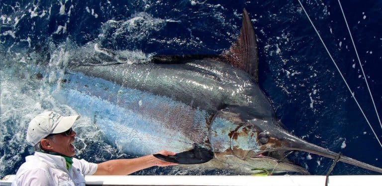 Man with massive blue marlin