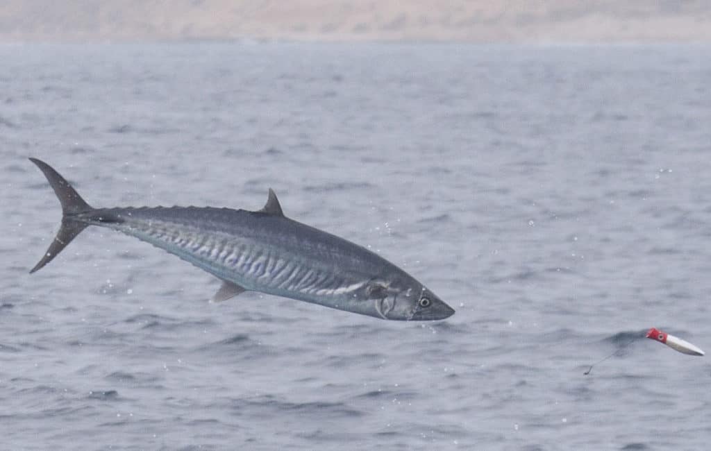 Fish Pictures from Australia