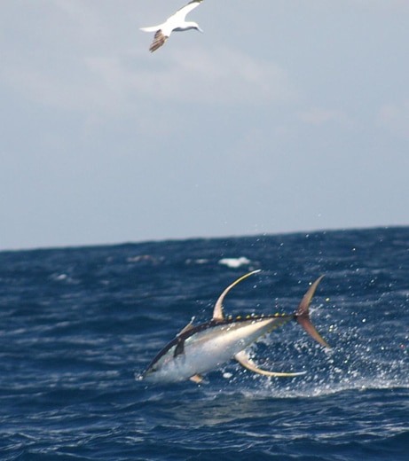 New Study Indicates Why Yellowfin Hang with Porpoise