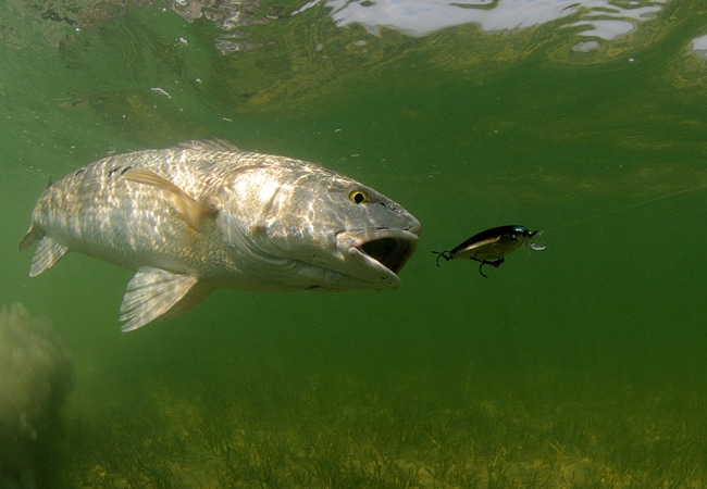 01 - redfish chases lure, 00000000_xx_8768_16c1f60691b0ae9e5f237f564d9cc900.jpg