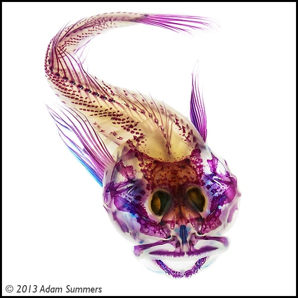 scalyhead sculpin dyed bleached fish art