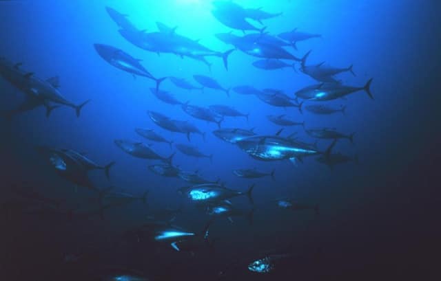 Radioactivity May Save the Pacific Bluefin