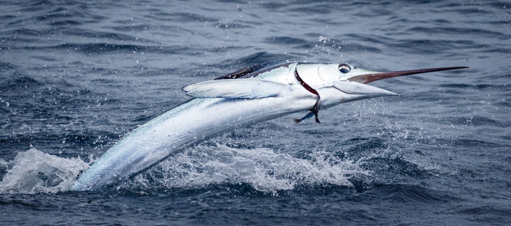 Jumping Marlin and Sailfish in Stunning Photos