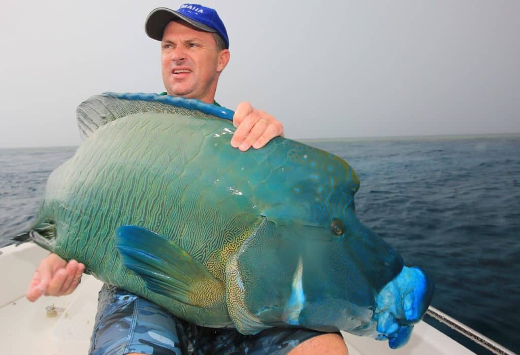 Napoleon Wrasse caught fishing with a popper fishing lure