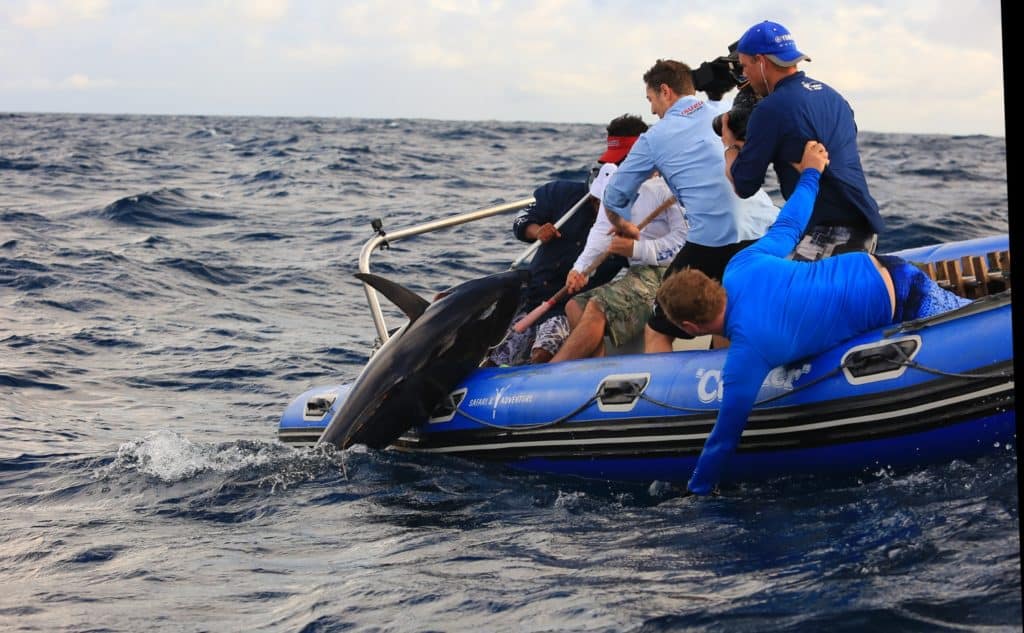 Ascension Island - huge tuna