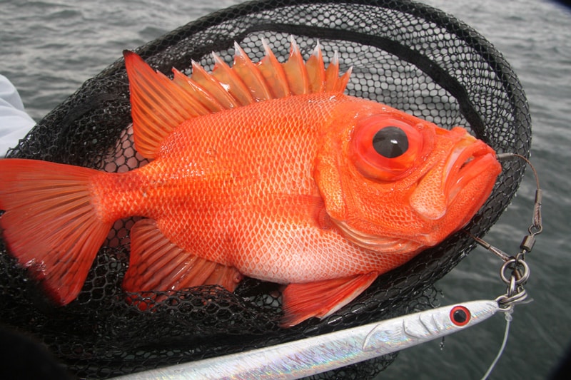 01_bigeye_gulf_of_mexico_louisiana.jpg