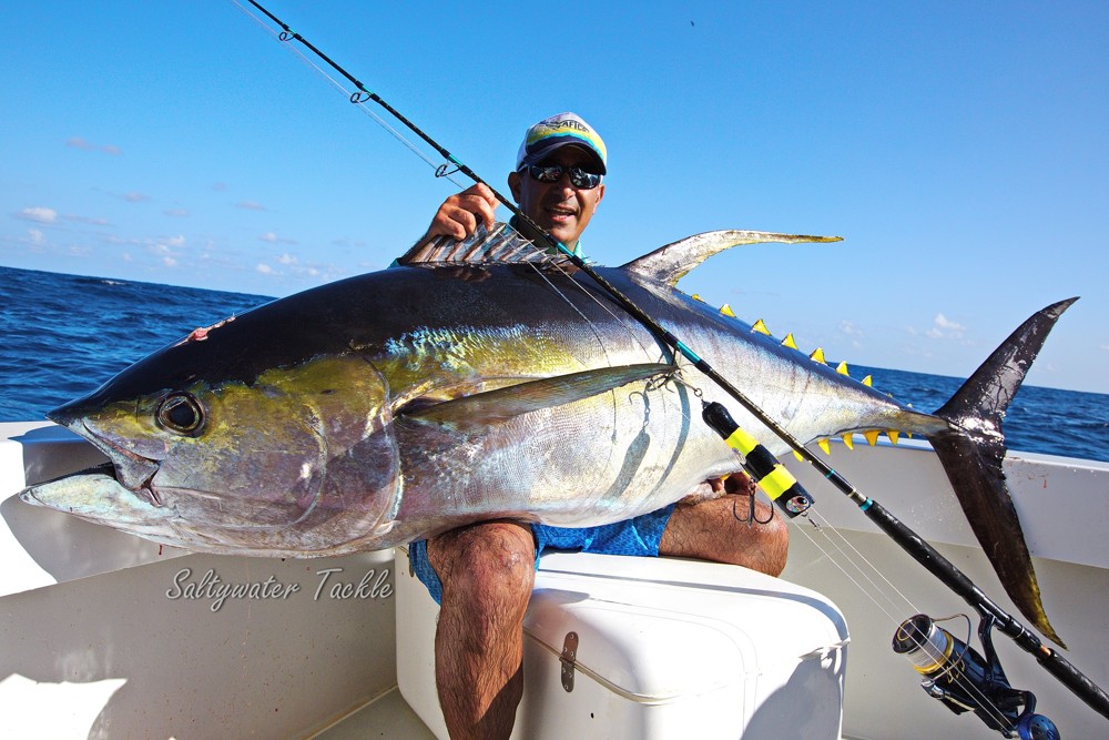 Immense yellowfiin tuna on a poppper and spinning gear