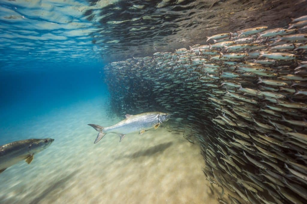 Underwater world of Florida Game Fish -- tarpon and mullet