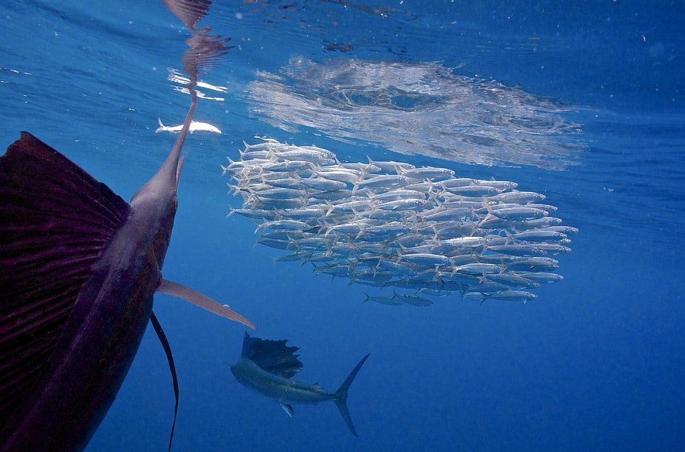 Schooling sailfish around a baitball