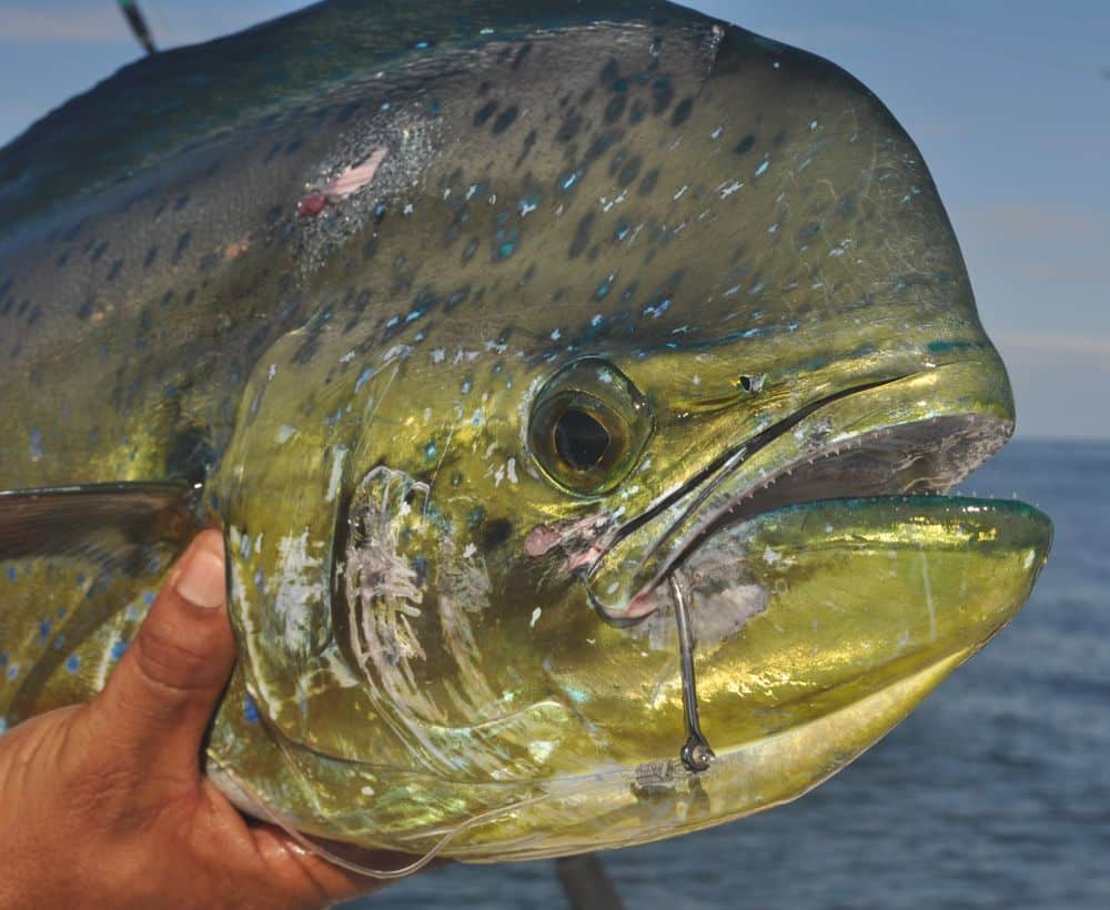 close up dorado mahi