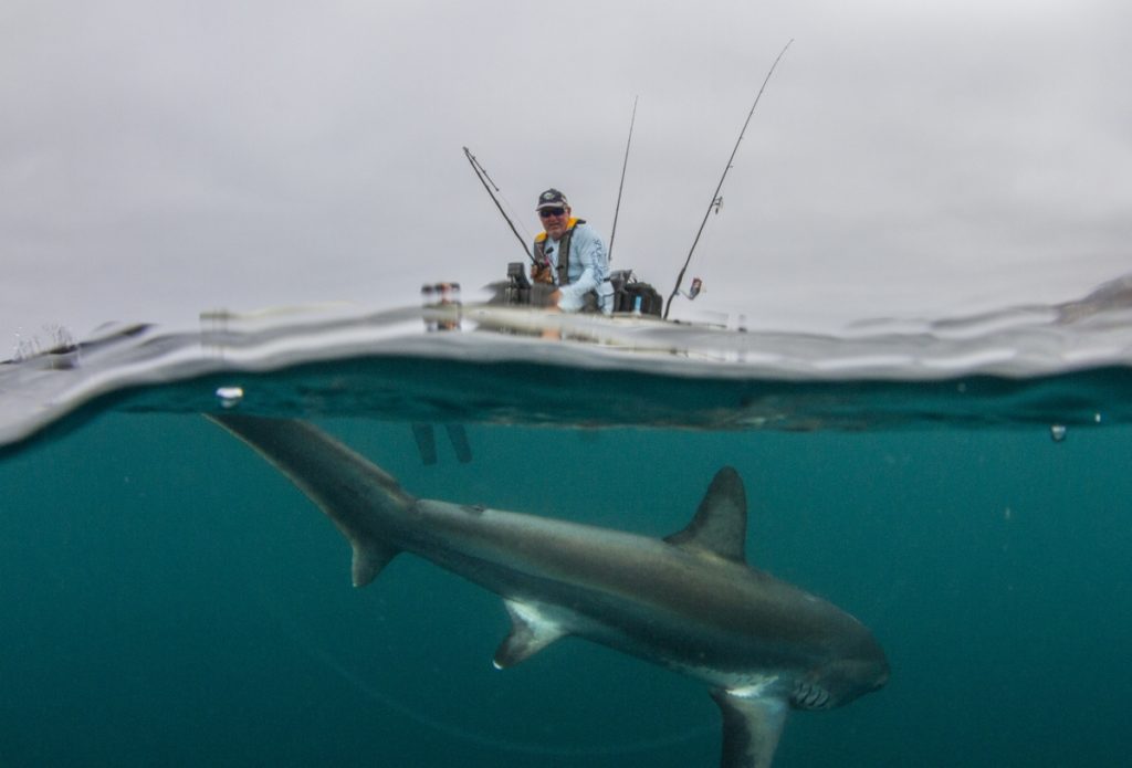 Kayak fishing Cedros Island, Baja -- angler wrestles with a thresher shark