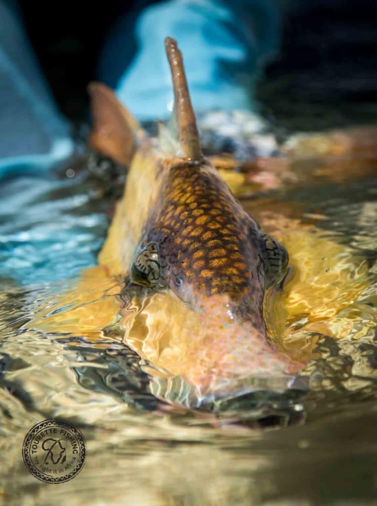 Fishing Africa's Red Sea off Sudan - Yellowmargin Triggerfish