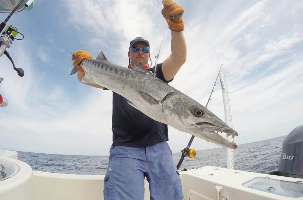 barracuda used for goliath grouper fishing bait