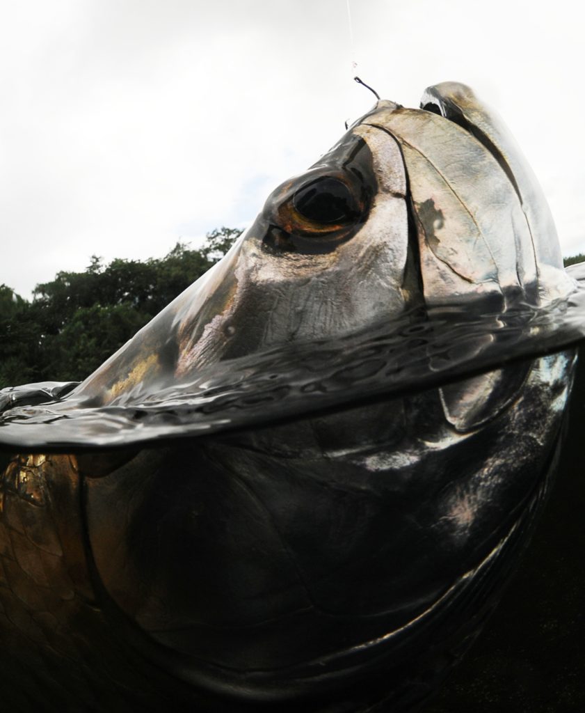 Tarpon caught without fishing leader