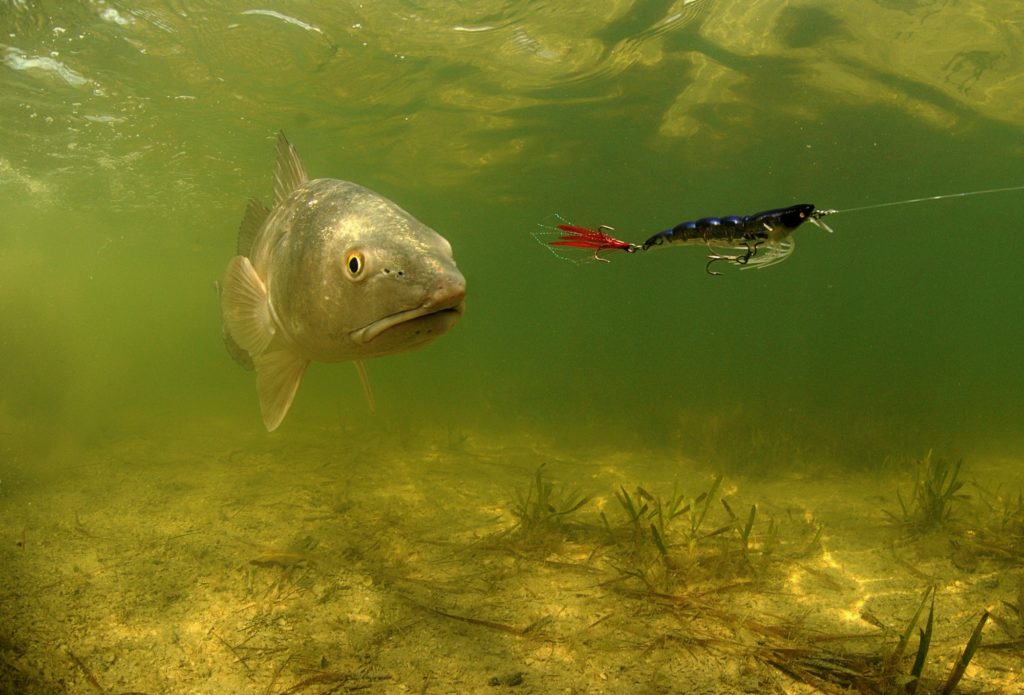 Underwater redfish stalking fishing lure