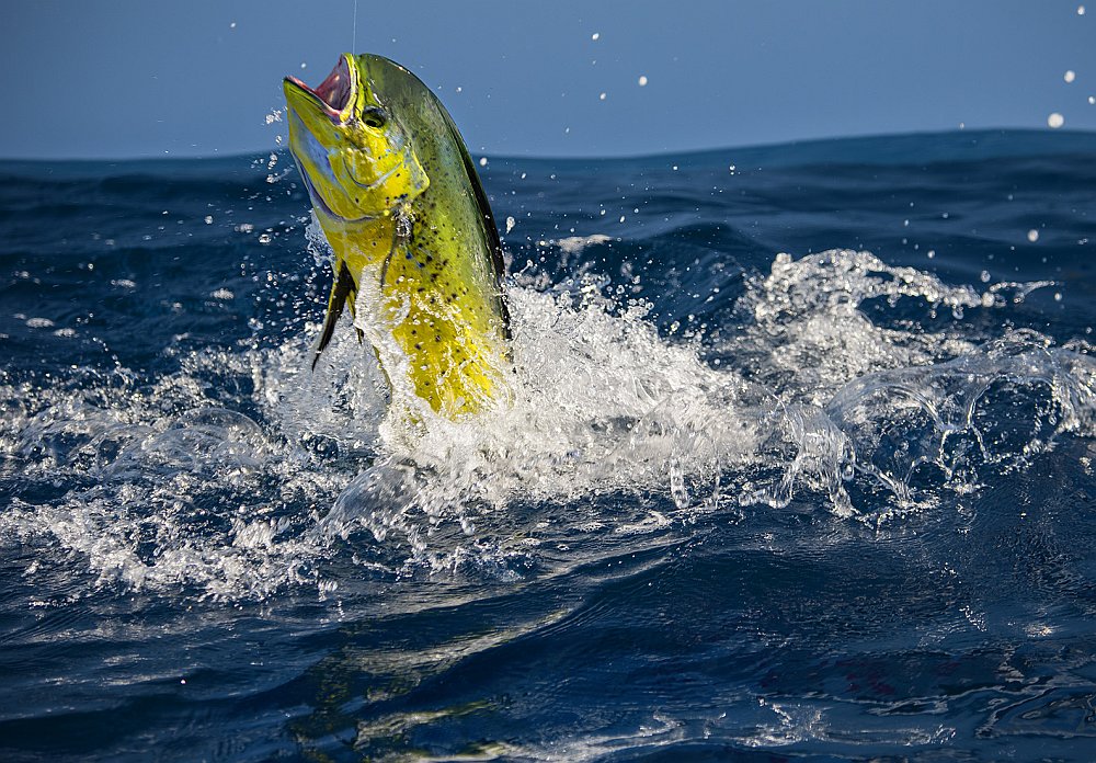 Jumping mahi (aka dolphinfish) caught saltwater fishing