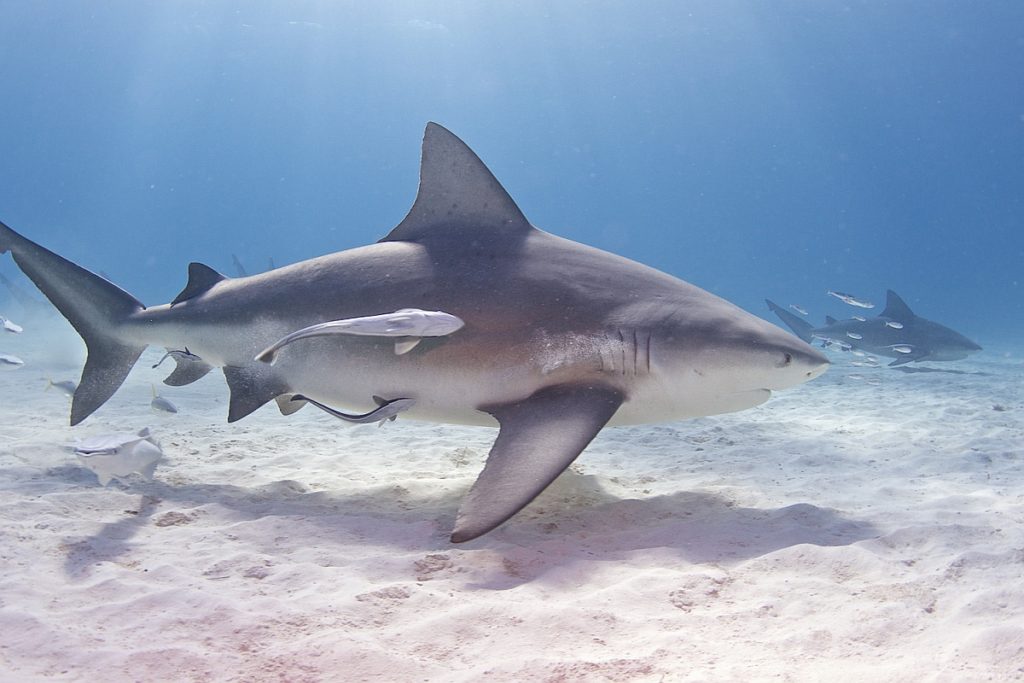 Bill bull sharks on patrol