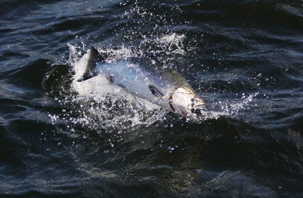 Fishing British Columba's Spectacular Coast - a leaping chinook salmon