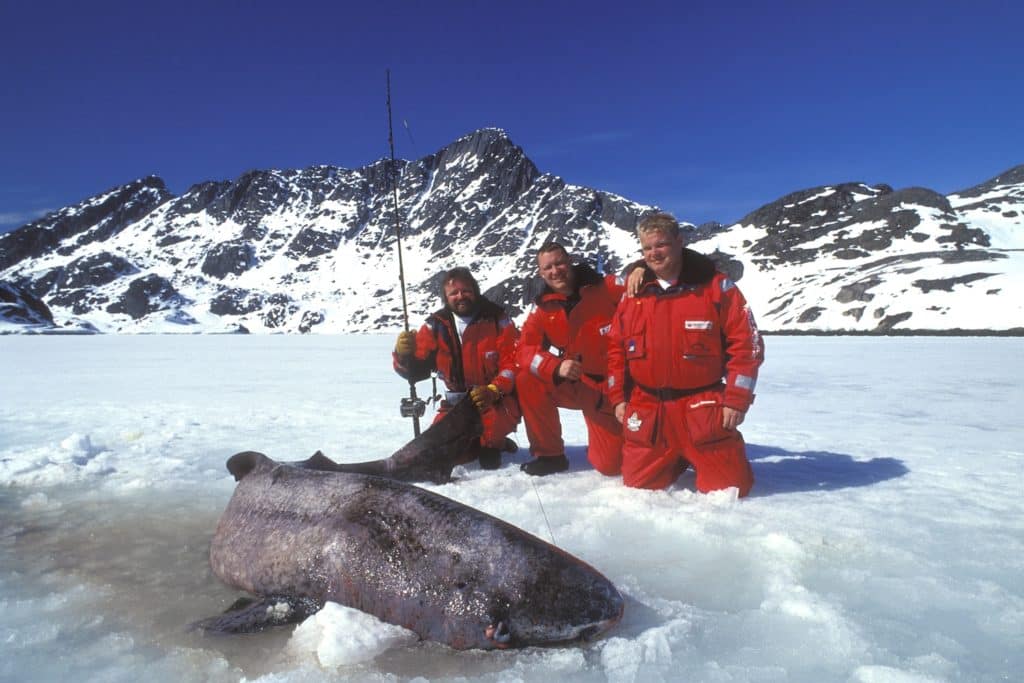 Greenland shark caught ice fishing