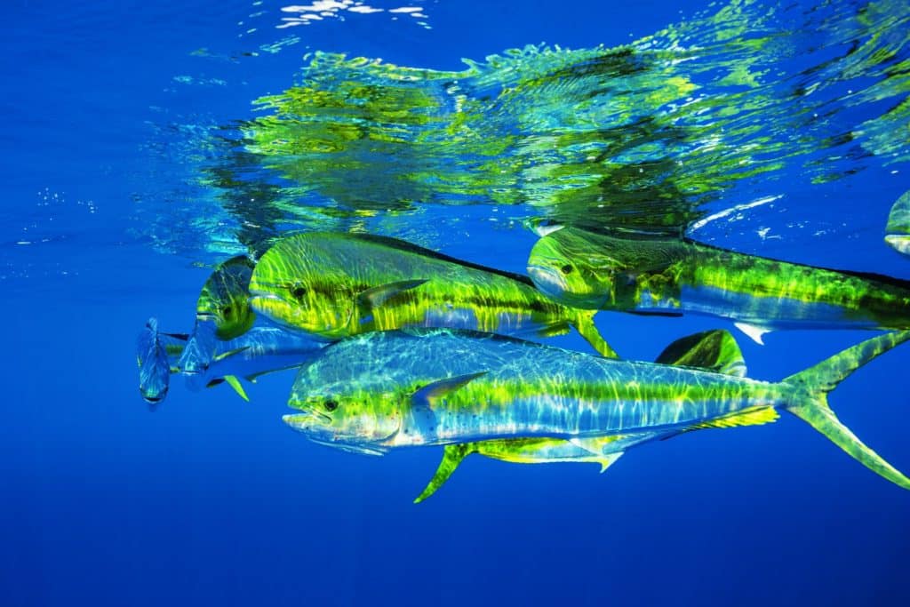 Underwater mahi fish swimming