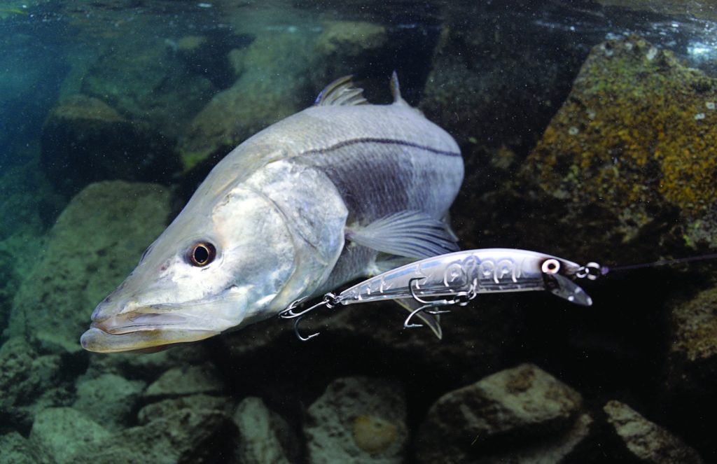 Snook fish underwater chasing a Yo-Zuri Crystal Minnow twitchbait fishing lure