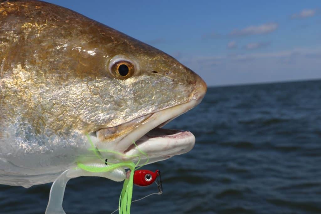 Redfish Fishing near Venice, Louisiana