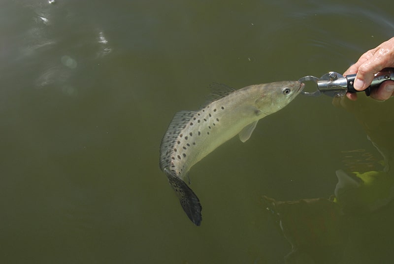 01_winter trout.jpg