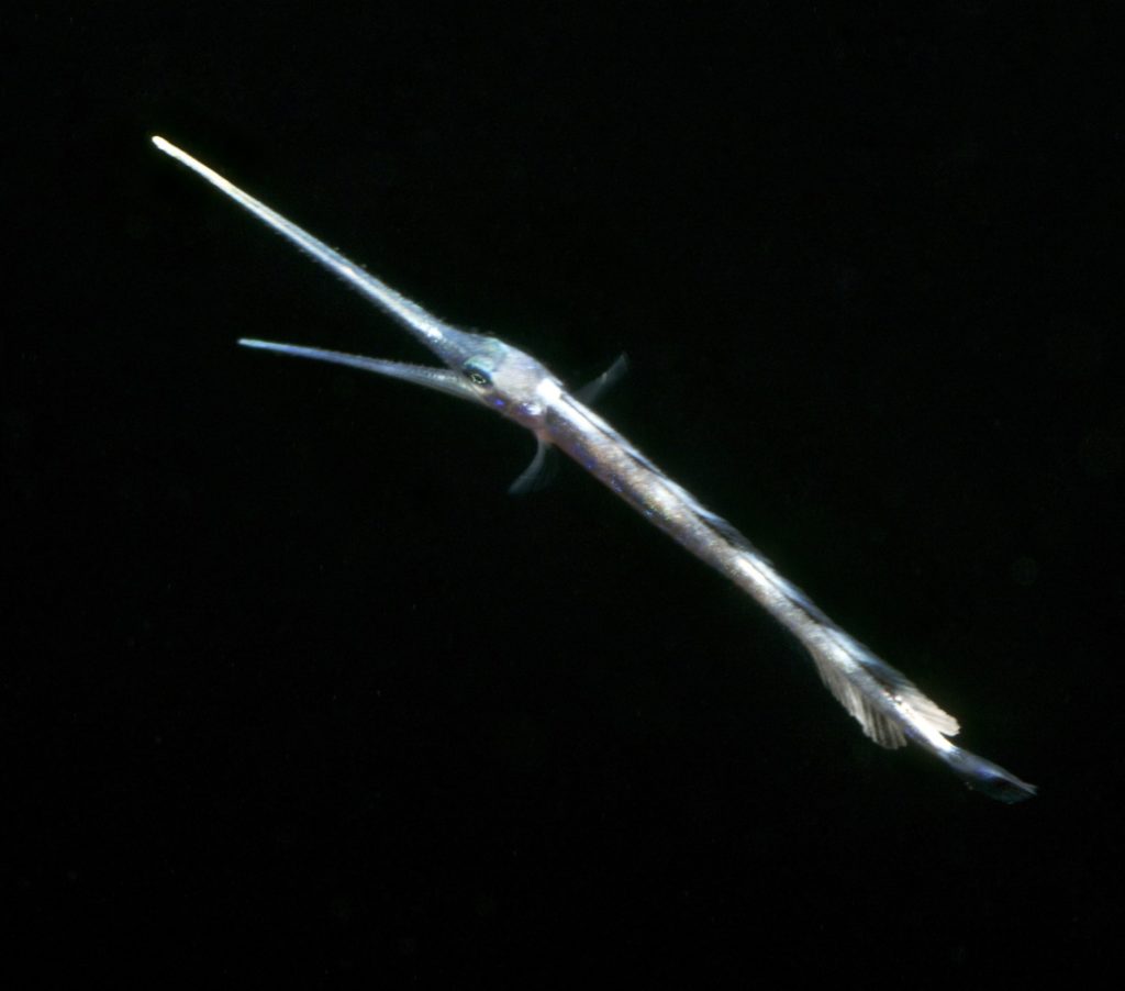 Larval swordfish