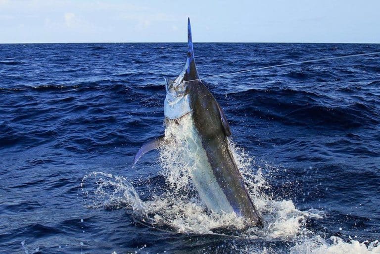 Jumping black marlin