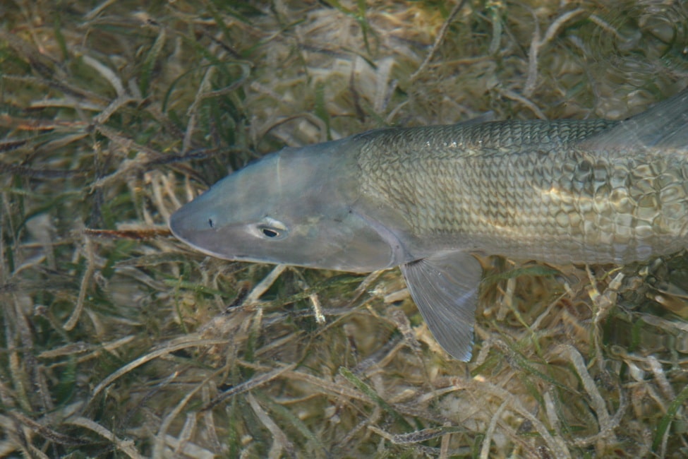 Best fishing vacation the Bahamas bonefish