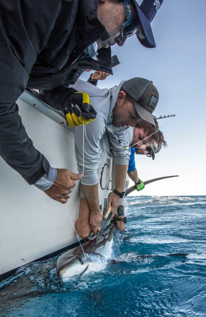 Finding a satellite tag in a pelagic thresher