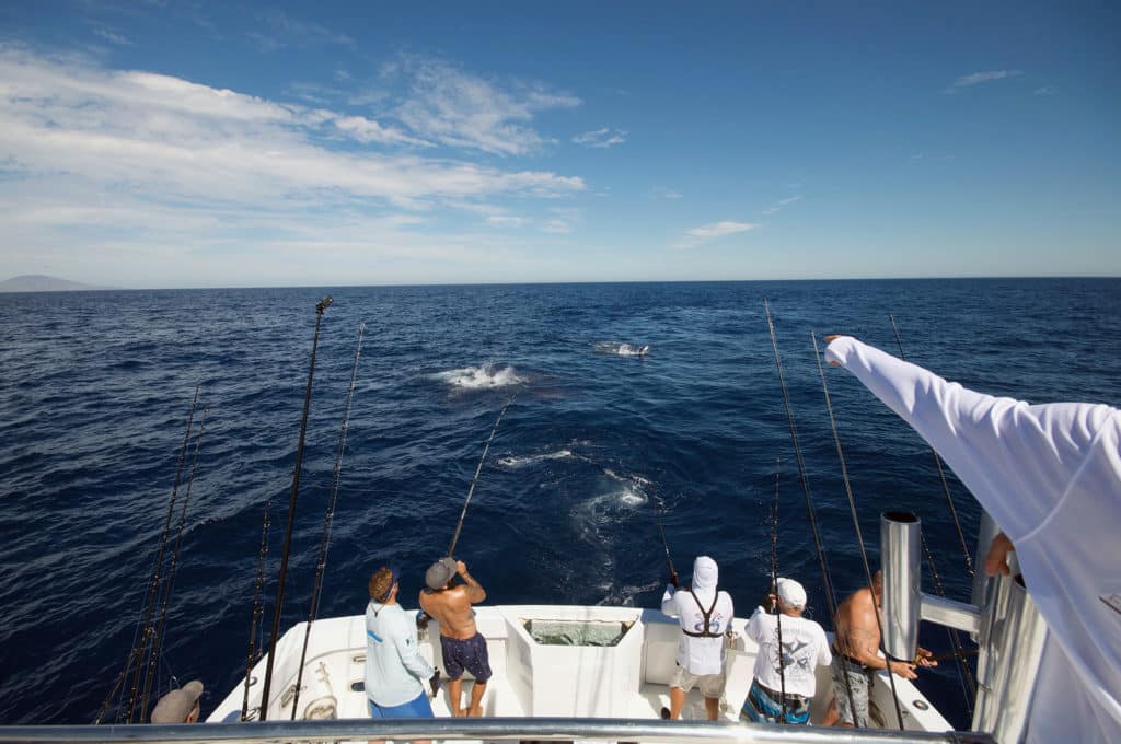 Catching multiple marlin from the stern