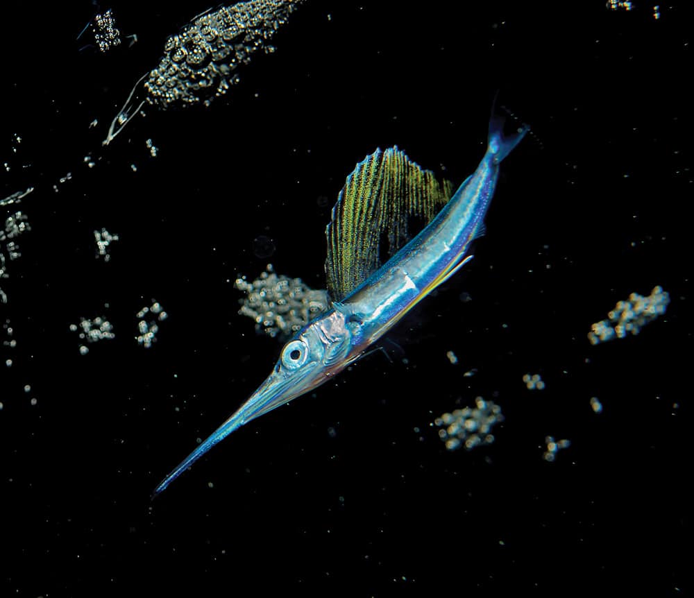 larval atlantic sailfish baby gulf stream florida