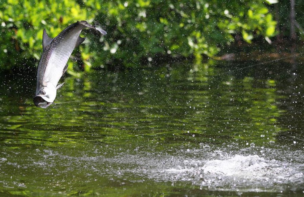 02 brian o'keefe, ascension island tarpon.jpg