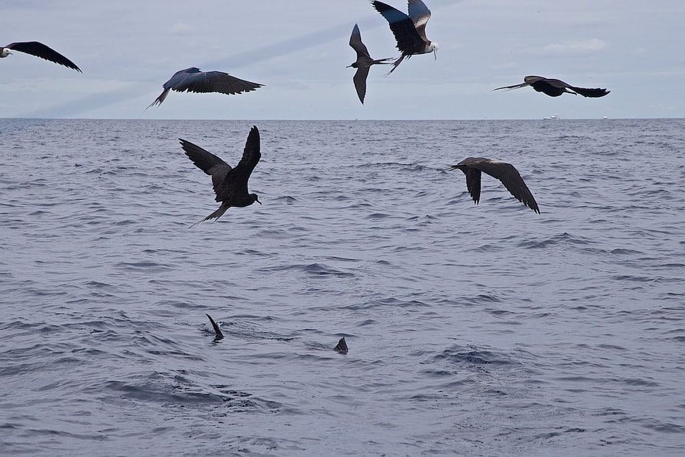 Frigate birds swimming around a school of sailfish