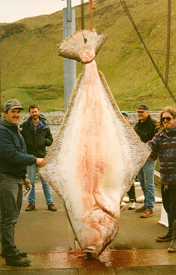 Pacific halibut fish IGFA world-record deep sea fishing