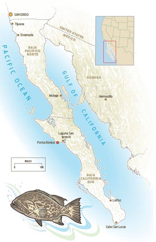Baja California Sur’s Pacific coast aka Pacifico Norte map illustration