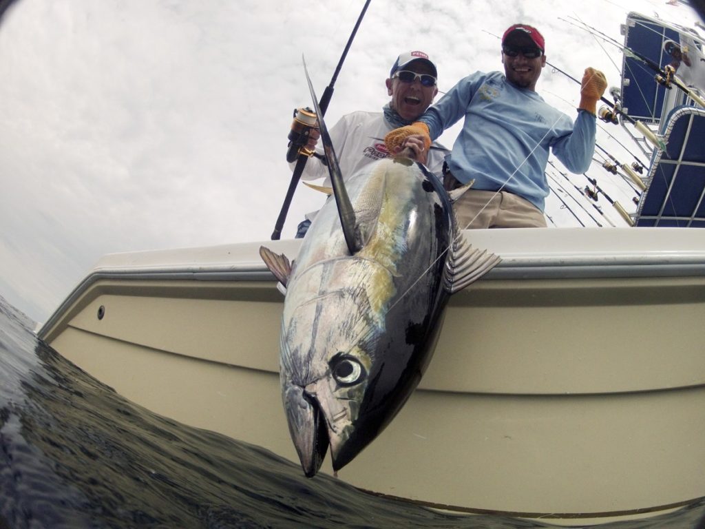 Yellowfin tuna caught deep sea fishing saltwater spinning reel