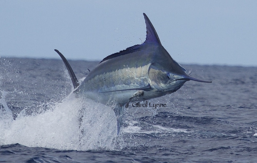 jumping marlin in Kona, Hawaii