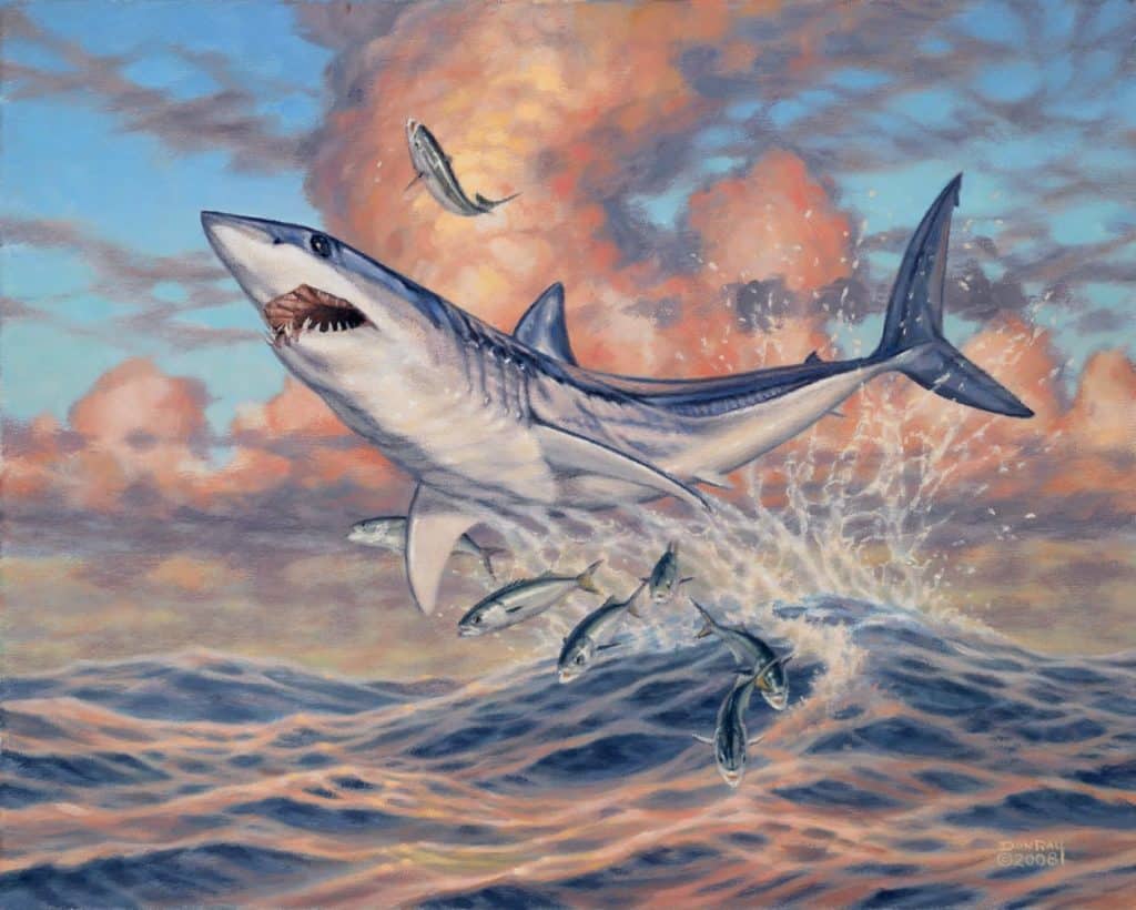 mako shark bluefish art Don Ray marine fishing artist