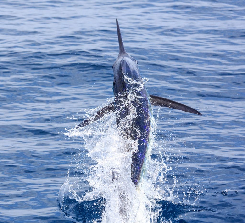 Billfish Action off Angola - a marlin