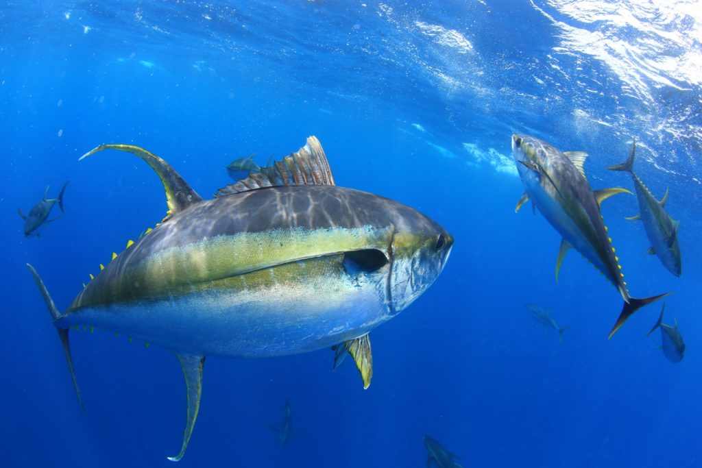 Ascension Island - huge tuna