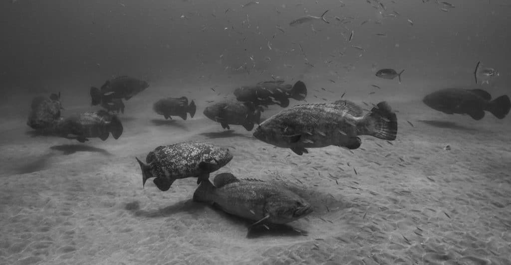 Underwater world of Florida Game Fish -- goliath grouper