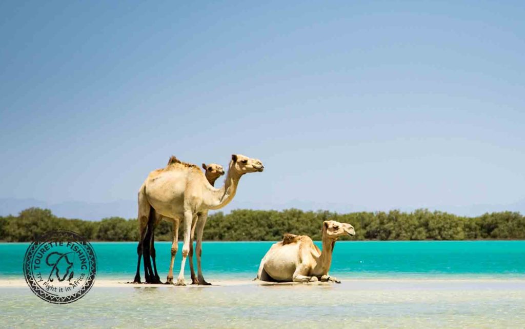 Fishing Africa's Red Sea off Sudan - camels on the flats