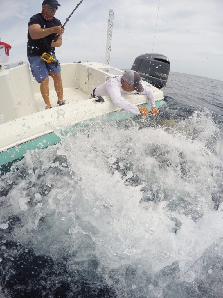 giant goliath grouper caught fishing Marco Island, Florida